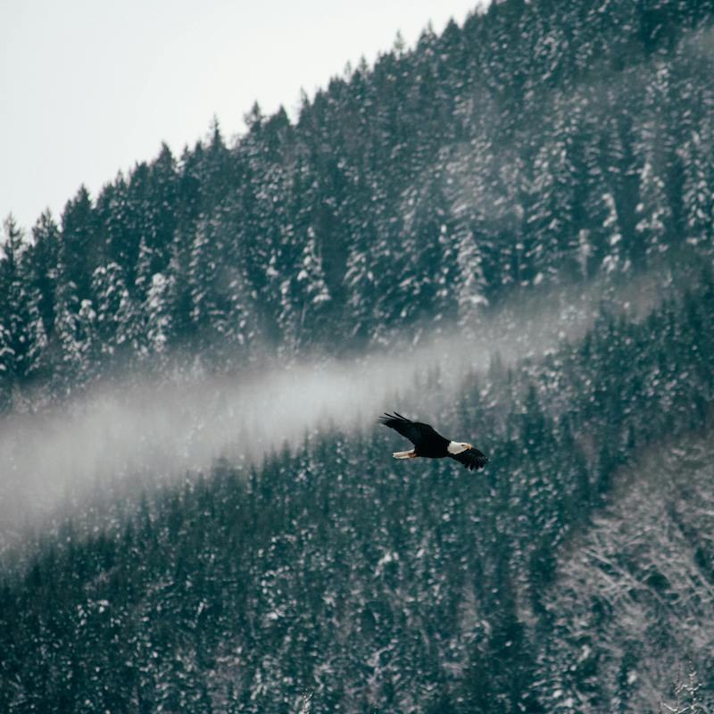 An eagle in flight over a forested ridge